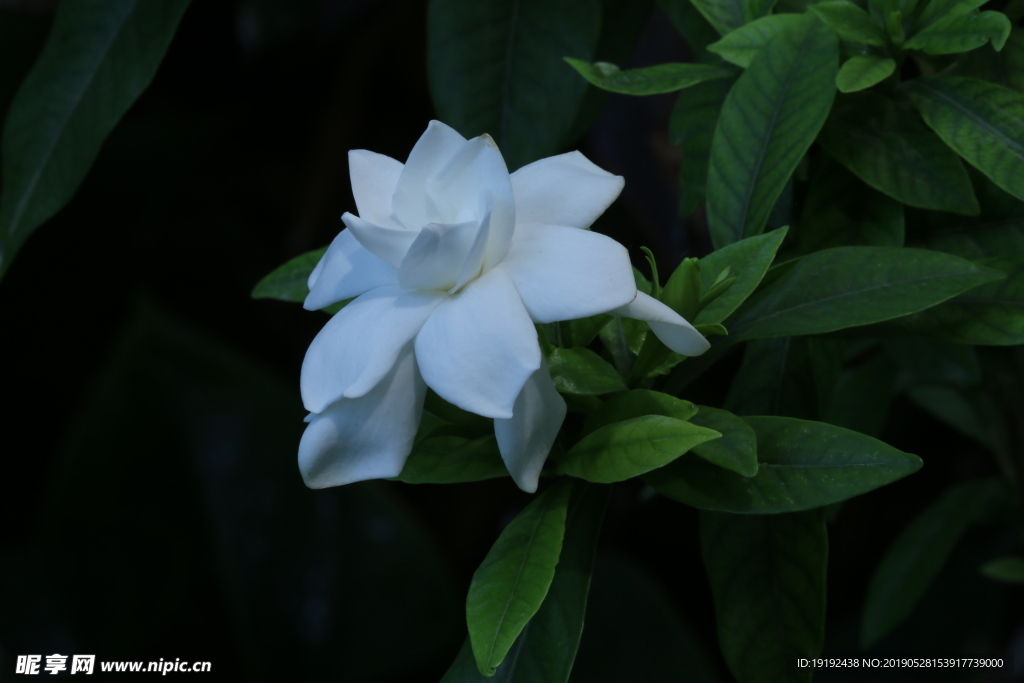 栀子花