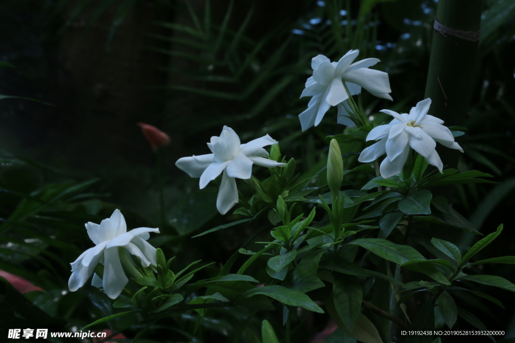 栀子花
