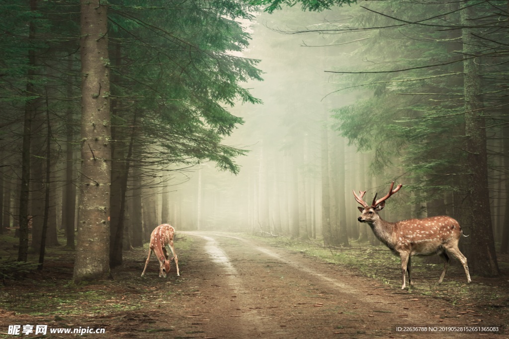 大自然风景森林野鹿图片素材壁纸