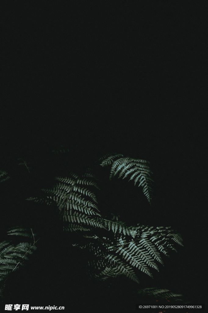 绿植