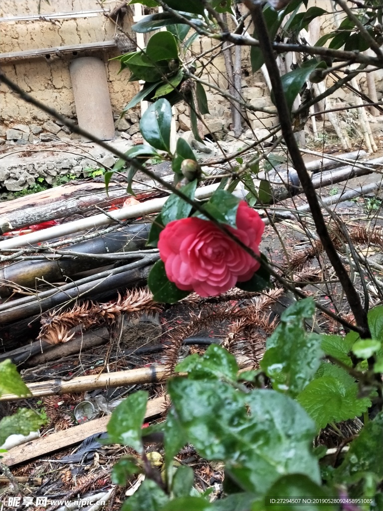 茶花