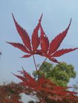 红色枫叶
