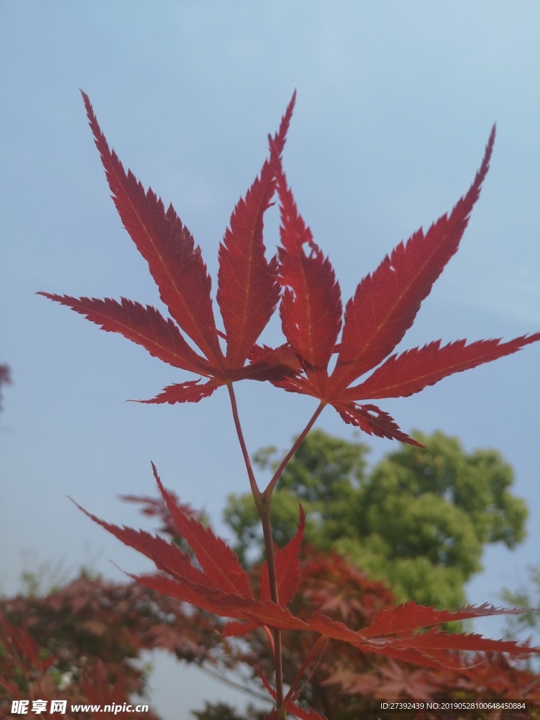 红色枫叶
