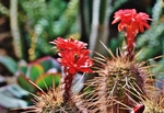 仙人掌花