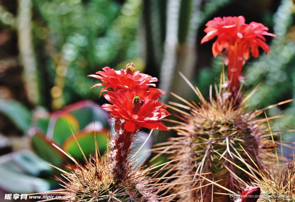 仙人掌花