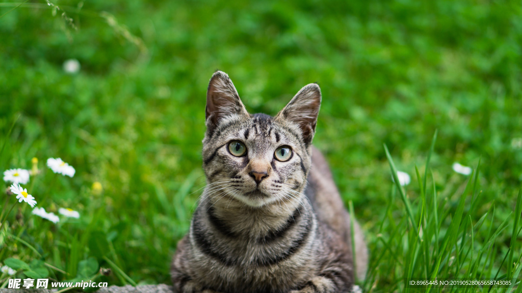 草地里的猫