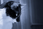 神秘的猫