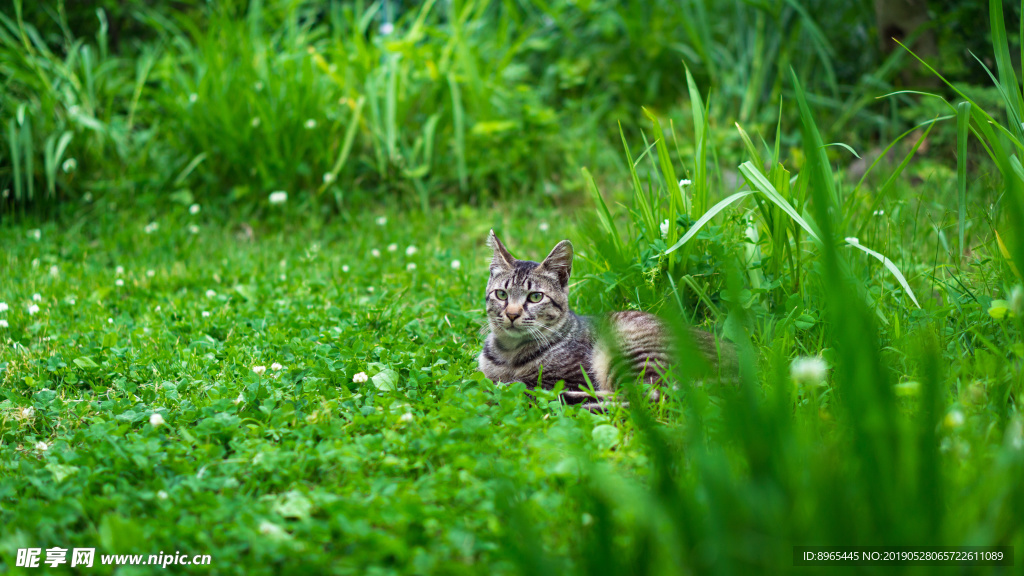 趴在草地上的猫咪