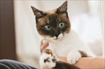 漂亮的猫