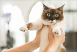 抱起来的猫