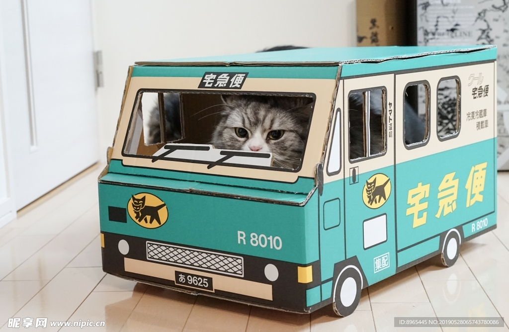 纸盒里的猫