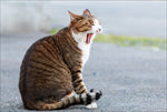 打哈欠的猫