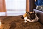 趴着的猫