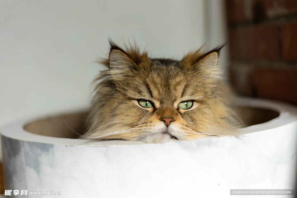 盆里面的猫