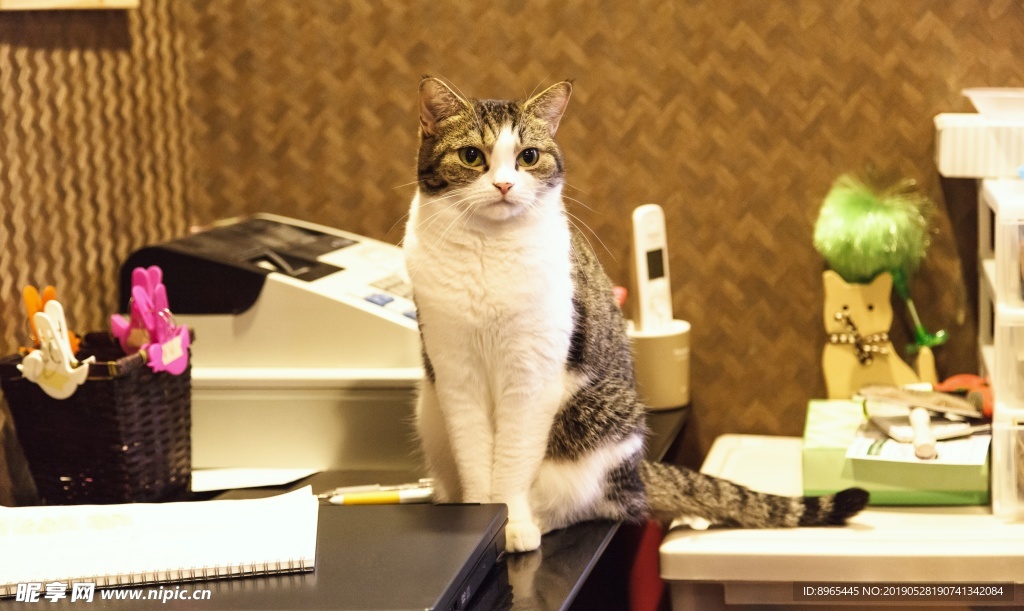 干净的小猫