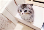 开爱的小猫