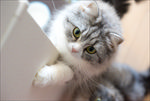 可爱的猫