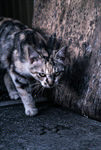 一只孤独的猫