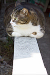 趴着的猫