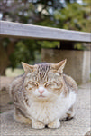 享受的猫