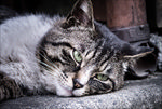 一只无聊的猫