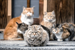 一群霸气的猫