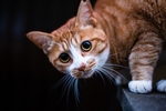 好奇的猫咪