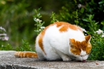 悠闲的花猫