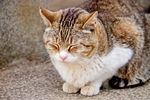 眯着眼的猫