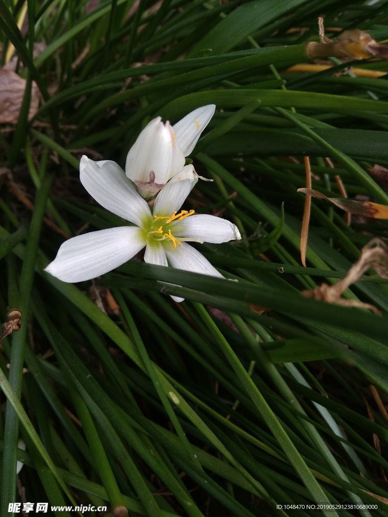 兰花