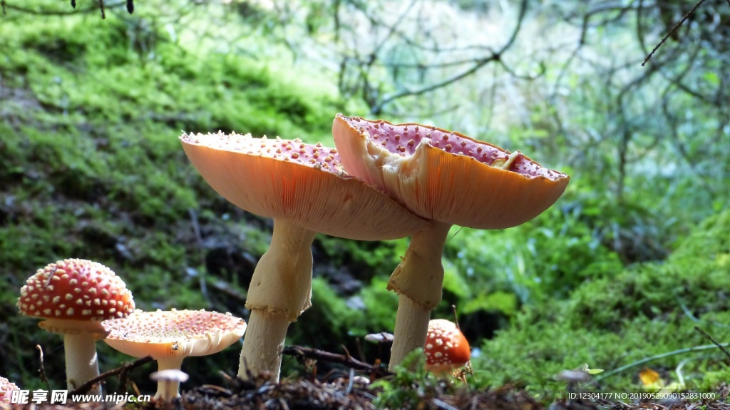 蘑菇