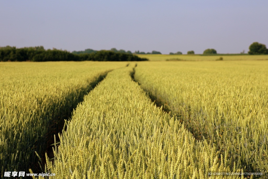 小麦