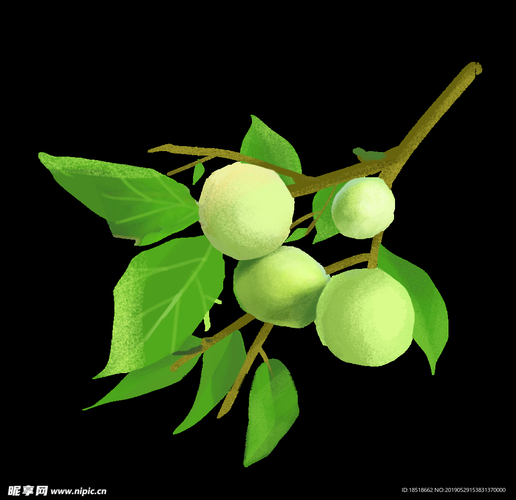 芒种 二十四节气 24节气 节