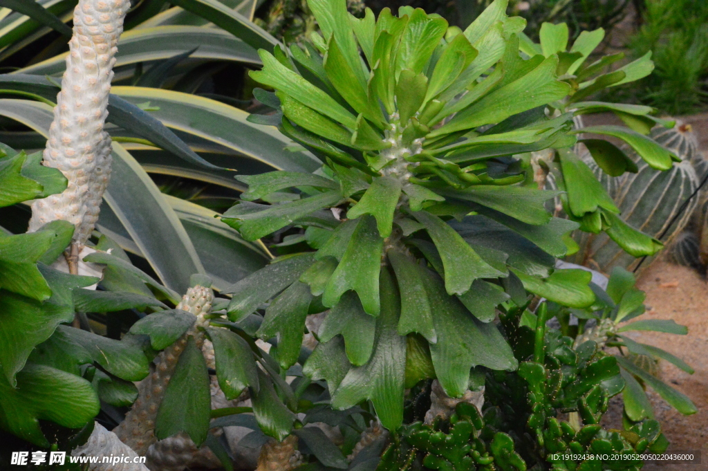 观叶植物