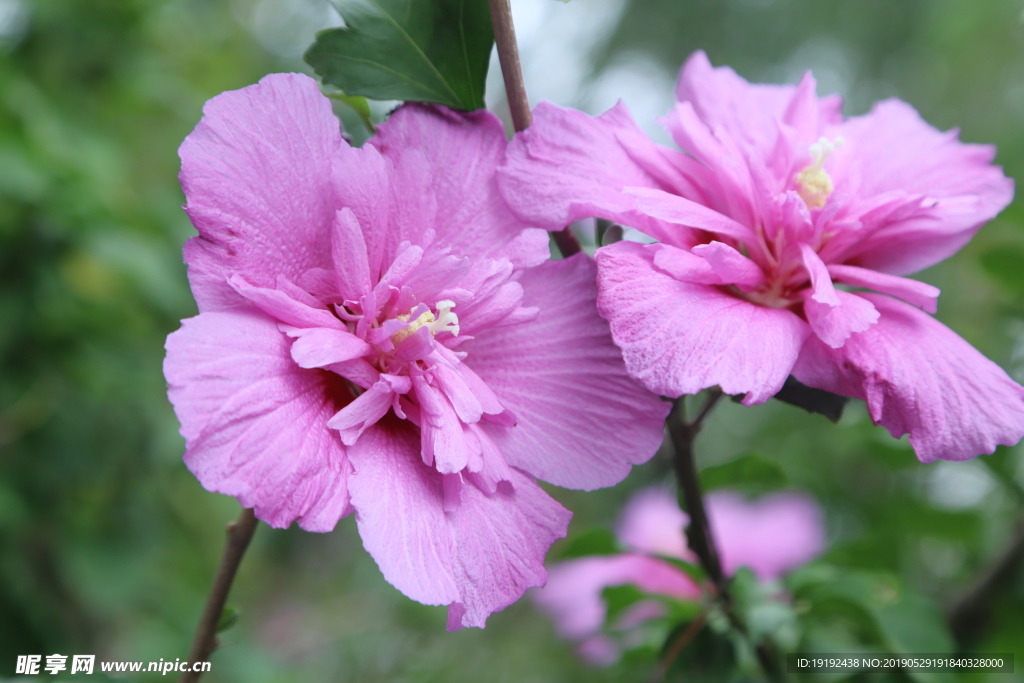 木槿花