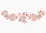 粉樱花 花边