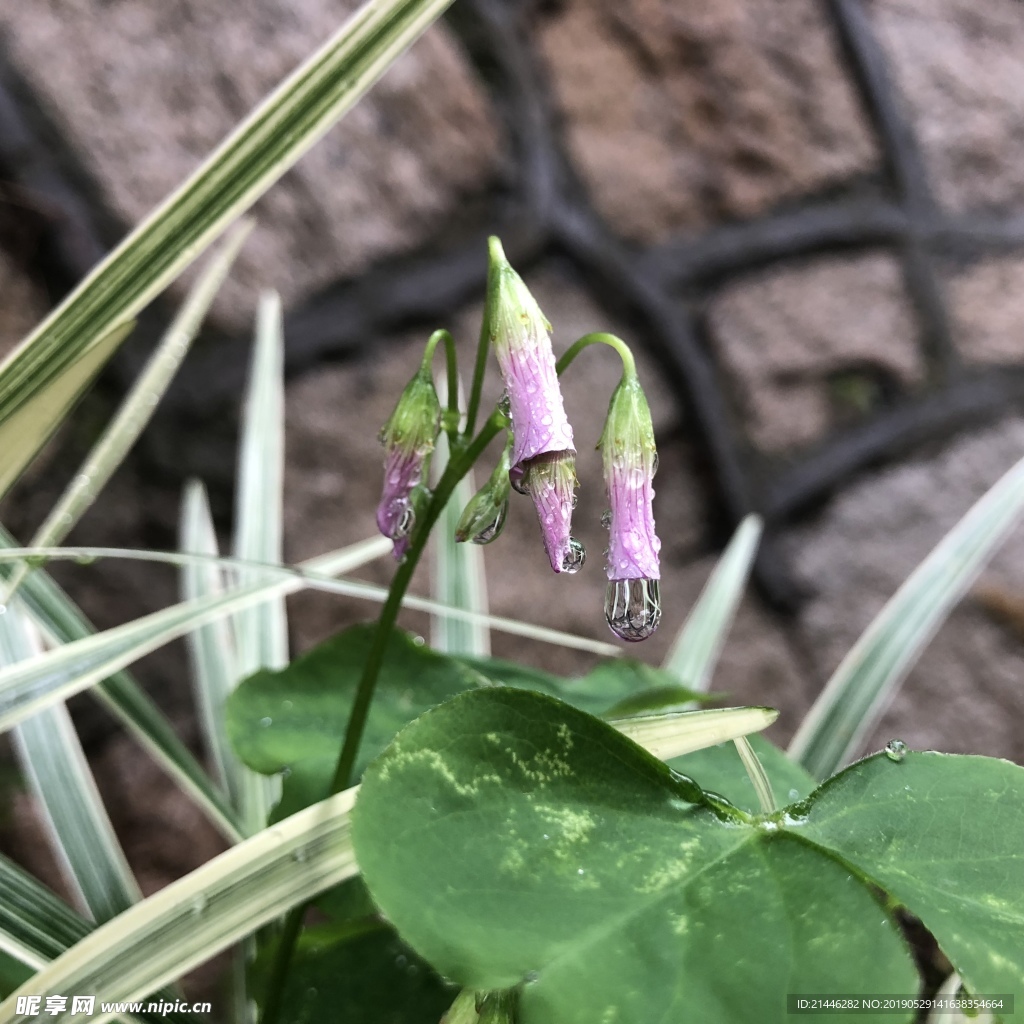 花