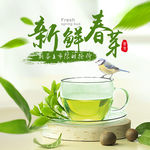 新鲜春芽茶叶