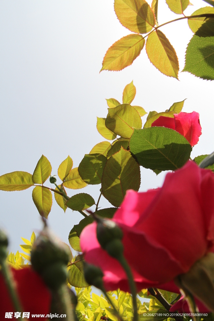 月季花开