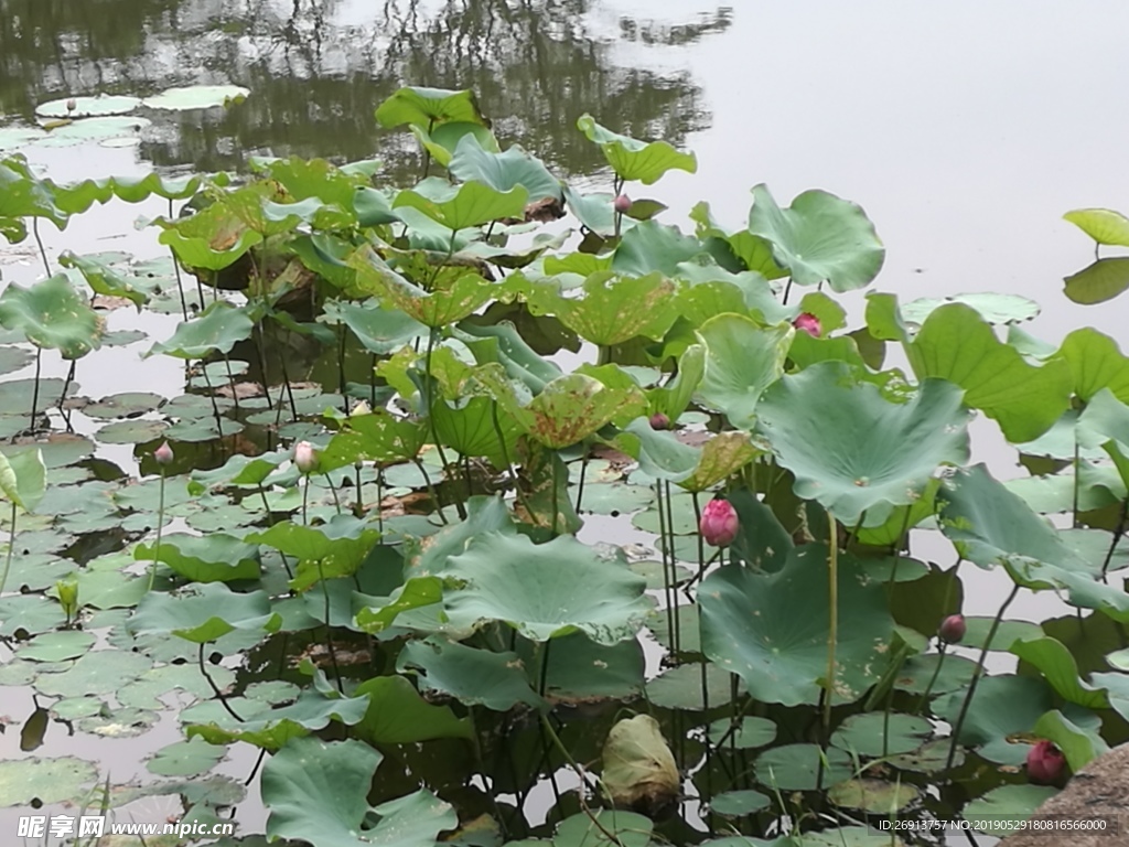 水上荷花