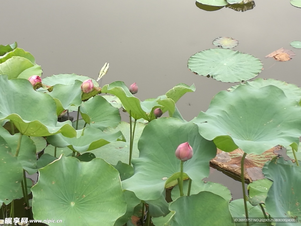 荷花雨水