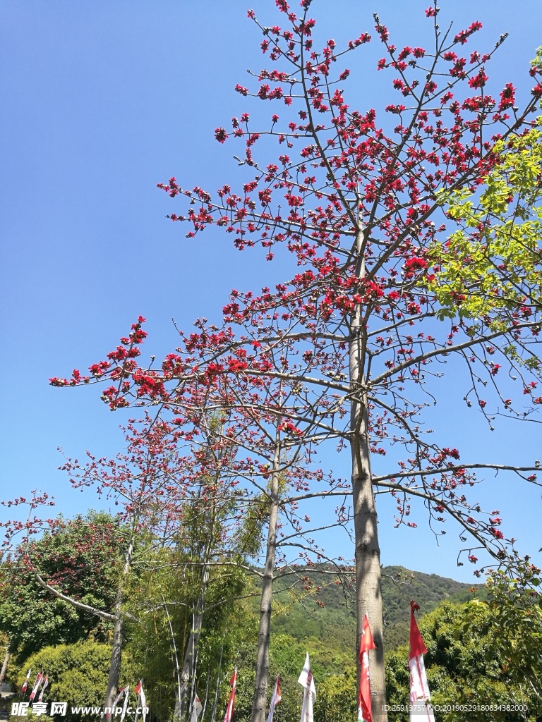 木棉花风景