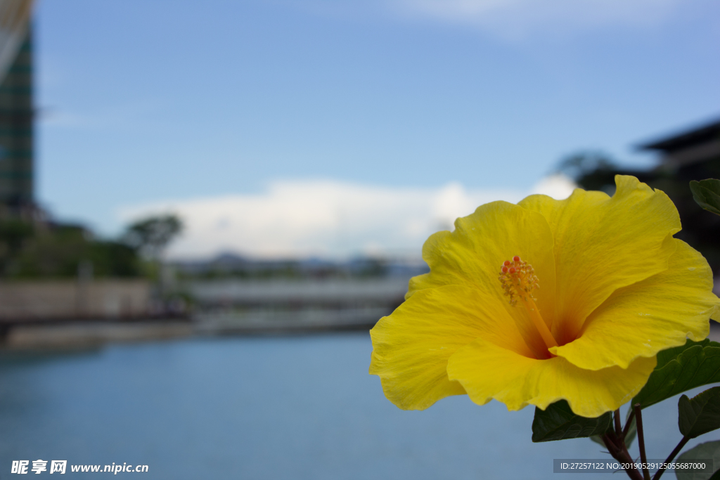 高清黄花