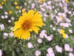 金鸡菊