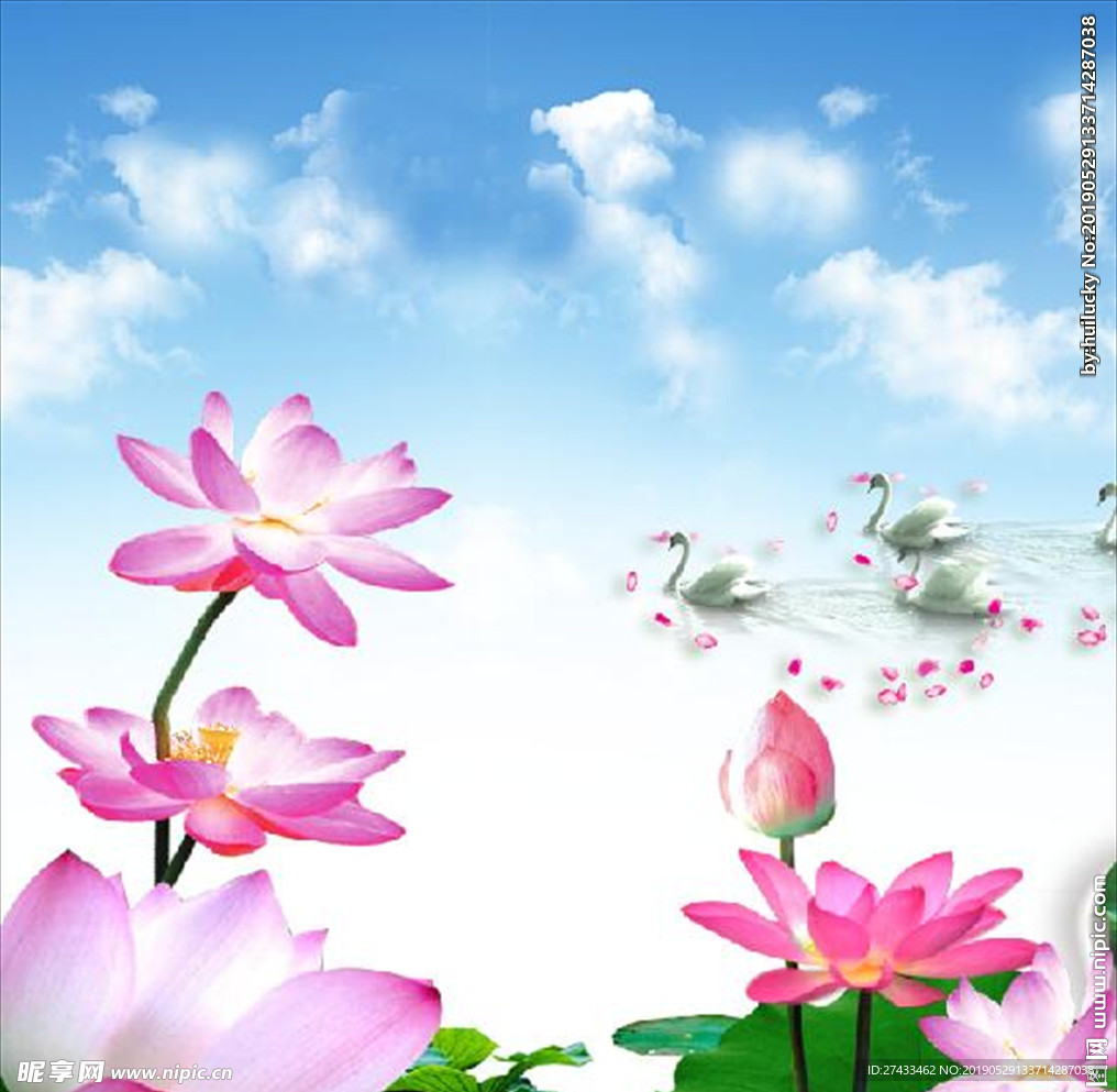 荷花