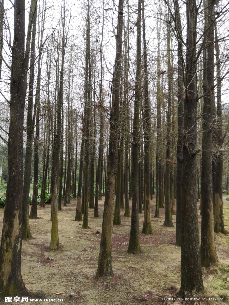 森林 树木 林