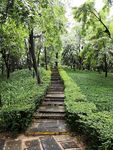 木 路 楼梯 翠绿