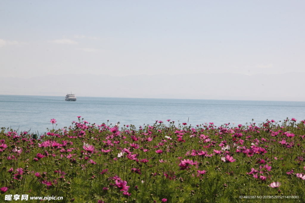 湖花