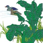 香蕉树