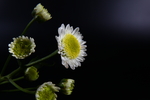 菊花侧面图